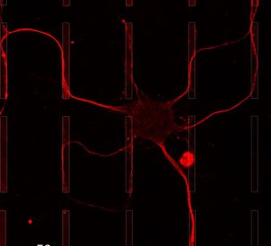2D ENGINEERED PLATFORMS FOR STUDYING NEURONAL INTERFACES AND GUIDANCE